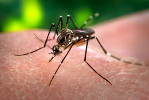 Região das Missões está em alerta para novos casos de Dengue