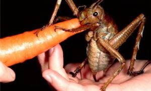 weta-gigante-entre-os-maiores-insetos-do-mundo