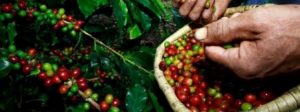 agricultores-tem-apoio-da-emater-mg-no-auge-da-colheita-de-cafe